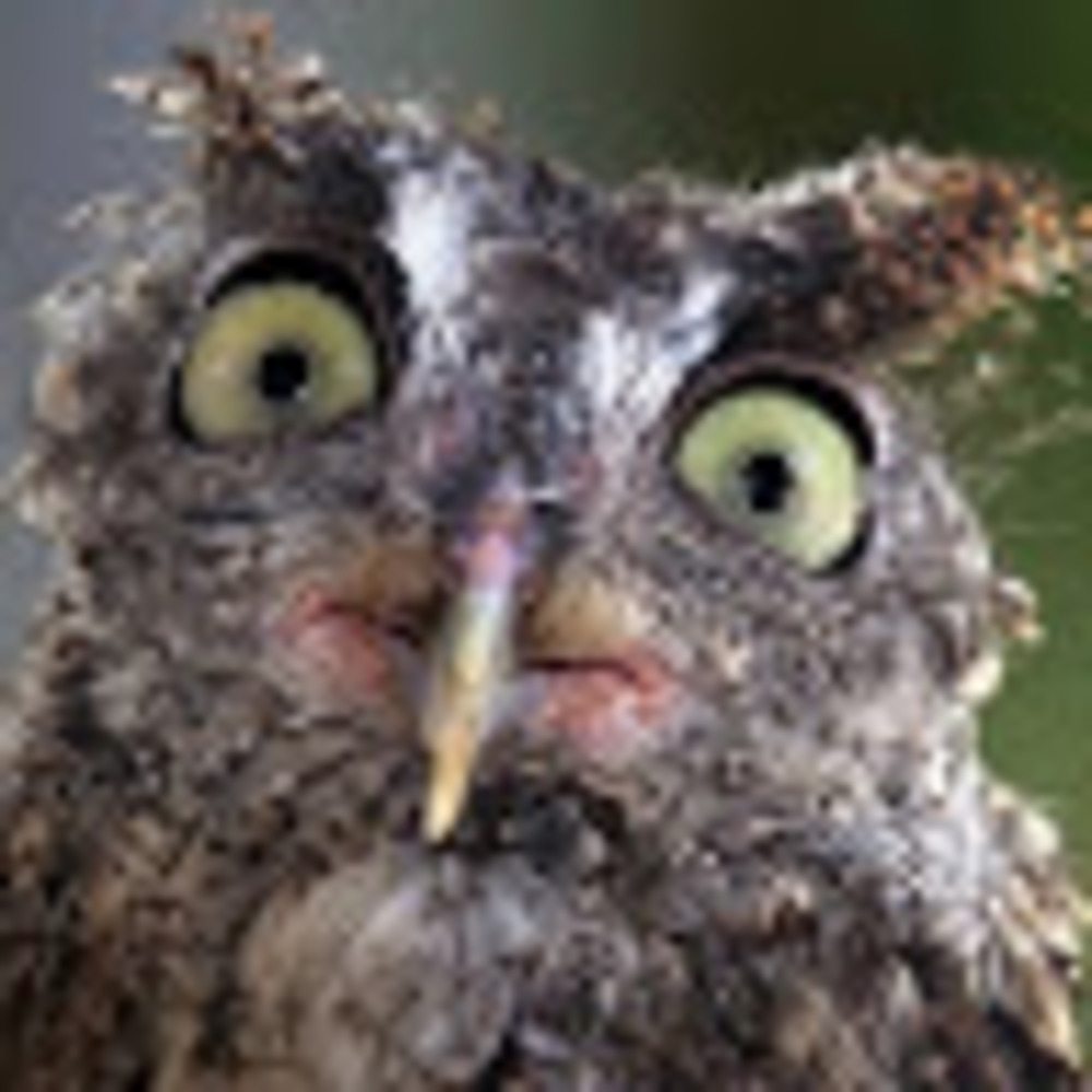 Meet your Posher, Allie